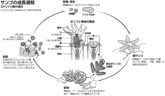 アスペクト 中村征夫写真集「沖縄珊瑚街道」