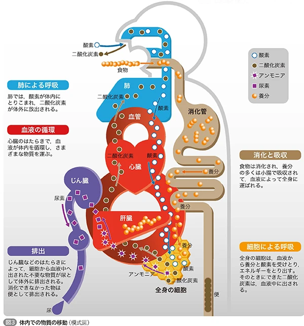 東京書籍 教科書「新しい科学2」